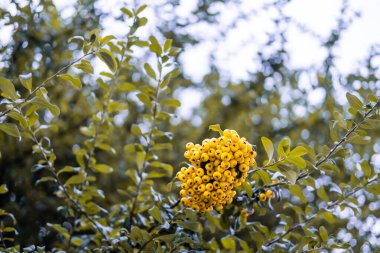 Böğürtlen şekilli yabani sarı yuvarlak meyve Londra, İngiltere sokaklarında bir ağaç dalında asılı.