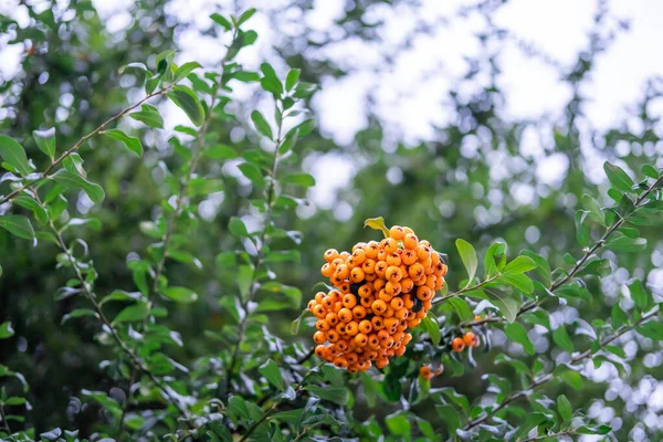 Wild orange roundish fruit with the shape of berries hanging on a tree branch on the streets of London, United Kingdom.