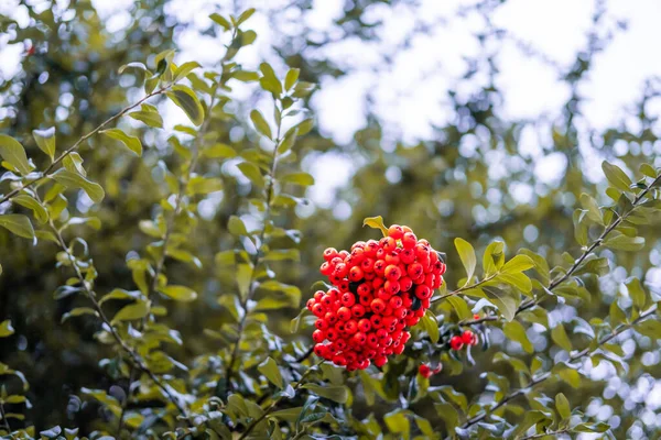 英国ロンドンの路上で木の枝にぶら下がって果実の形をした野生の赤い丸みを帯びた果実 — ストック写真