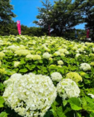 Doğa manzarası ve şehir manzarası bulanık 