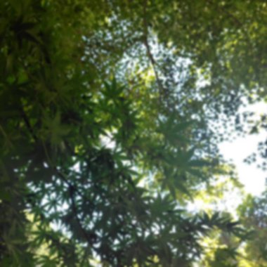 Sonbahar manzarası ve renkli ağaçlarla bulanık