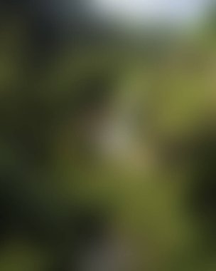 abstract blur background of colors mixed 