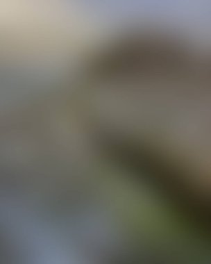 Abstract blur background of colors mixed 