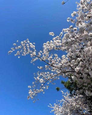 Doğa ve şehir manzarası 