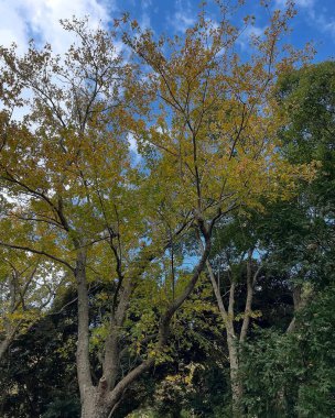 Doğa ve şehir manzarası 