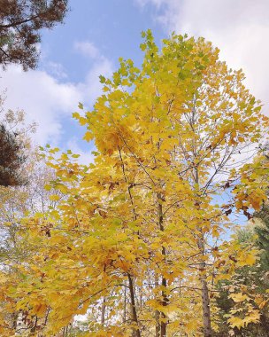 Ağaçlar ve yapraklarla dolu sonbahar manzarası