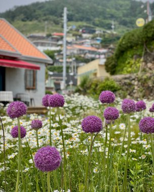 Doğa ve şehir manzarası 