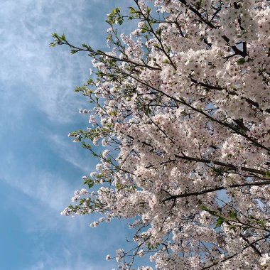 Bahçede kiraz çiçekleri