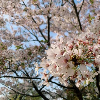 Bahçede güzel bahar çiçekleri