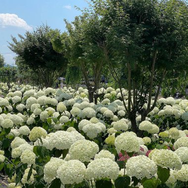 Bahçedeki güzel çiçekler