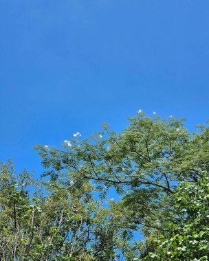 ağaç dalları ve mavi gökyüzü arkaplanı