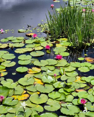 Gölette güzel nilüfer çiçekleri