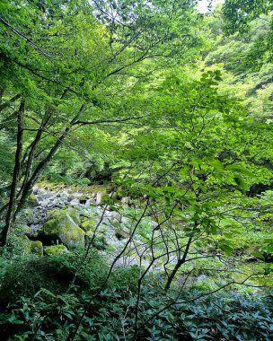 Ormanın güzel manzarası