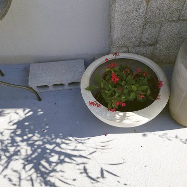 Bahçedeki güzel çiçekler