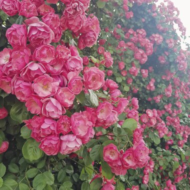 Bahçedeki güzel çiçekler