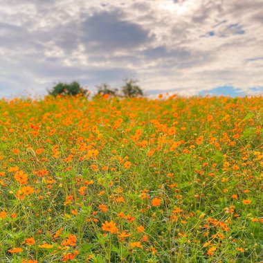 Bahçedeki güzel çiçekler