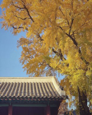 Sonbahar yaprakları, sonbahar bitkileri