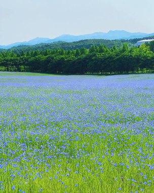 Tarladaki güzel çiçekler