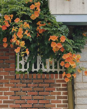 Bahçedeki güzel çiçekler