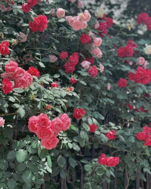 Bahçedeki güzel çiçekler