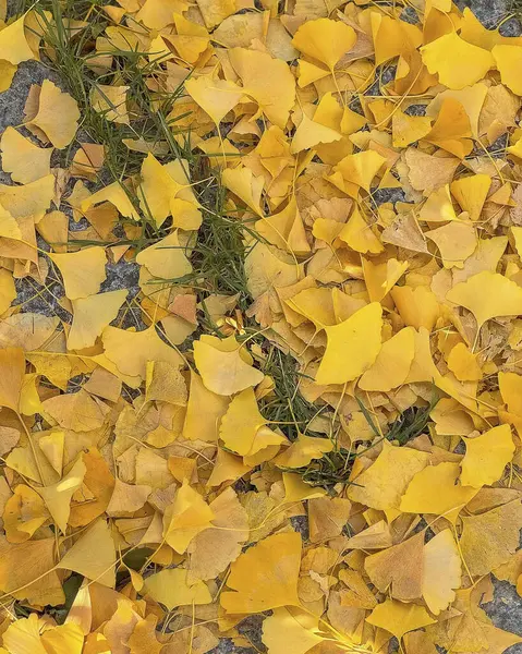 Sonbahar akçaağacı arkaplan dokusunu terk eder
