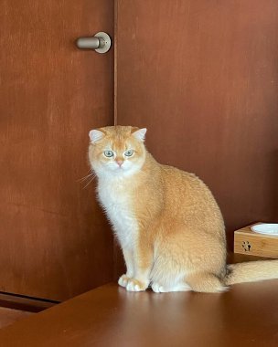 Şirin bir kedinin portresi