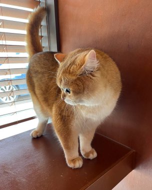 Penceredeki sevimli kedi.