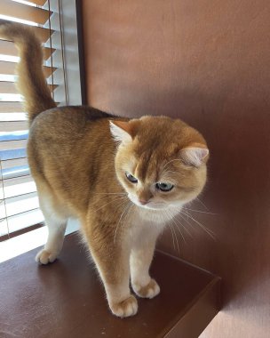 Kedi pencere eşiğinde oturuyor.