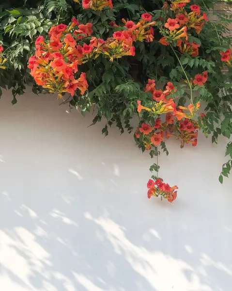 Bahçedeki güzel çiçekler