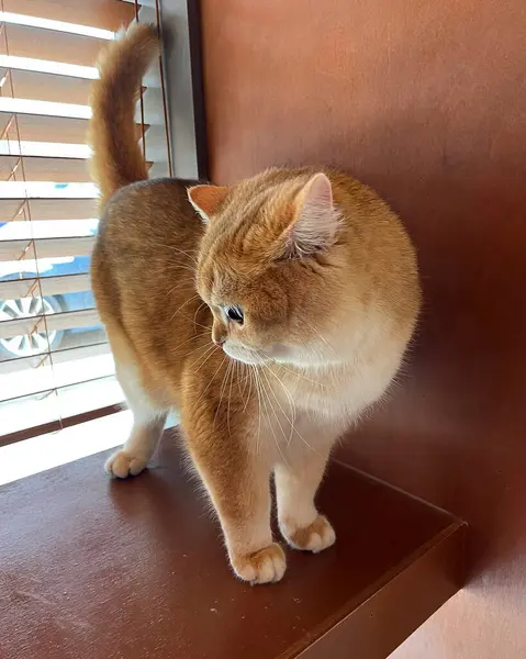 Penceredeki sevimli kedi.