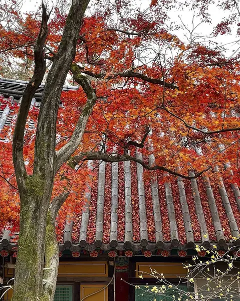 Sonbahar yaprakları, sonbahar bitkileri