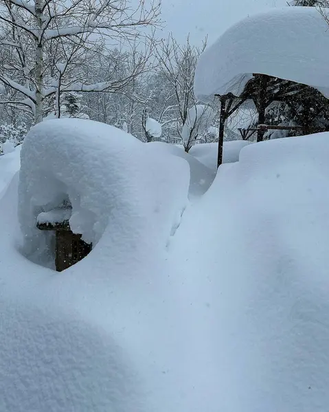 Ormanın güzel manzarası