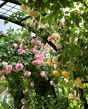 Bahçedeki güzel çiçekler