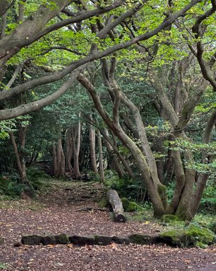 Ormandaki patikanın güzel bir görüntüsü.