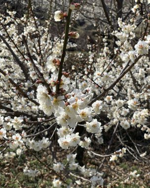 İlkbaharda güzel kiraz çiçekleri