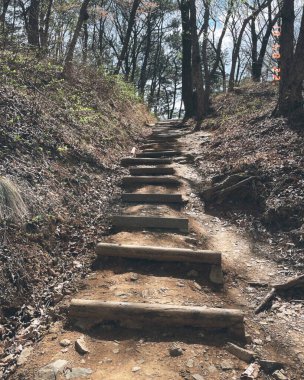 Ormanın güzel manzarası