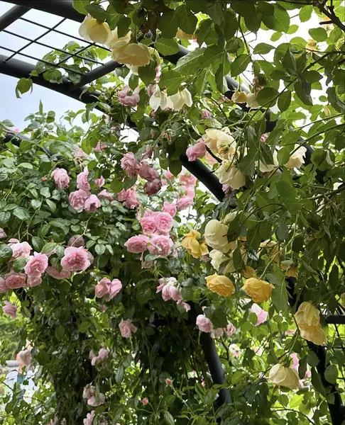 Bahçedeki güzel çiçekler