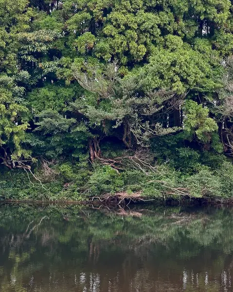 Ormandaki nehrin güzel manzarası