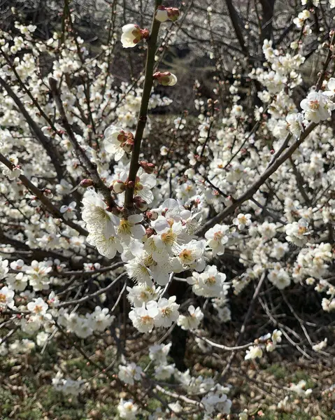 İlkbaharda güzel kiraz çiçekleri