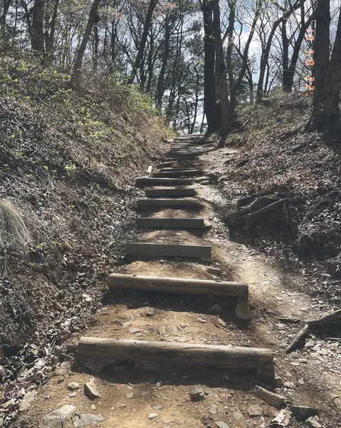 Ormanın güzel manzarası