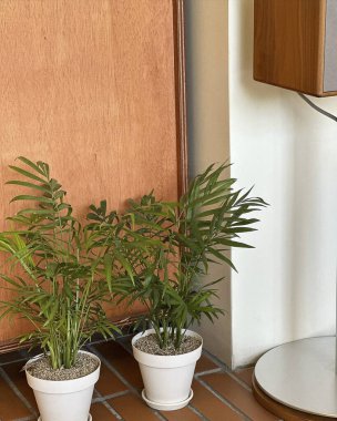 Beyaz bir masadaki vazoda yeşil bitkiler