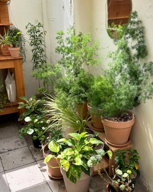 Saksıda yeşil bitkiler