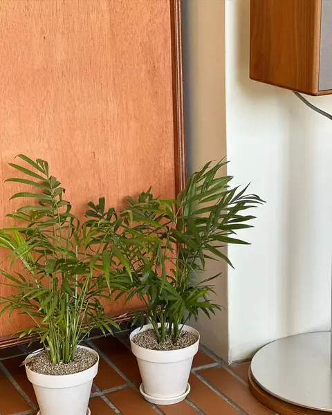 Beyaz bir masadaki vazoda yeşil bitkiler