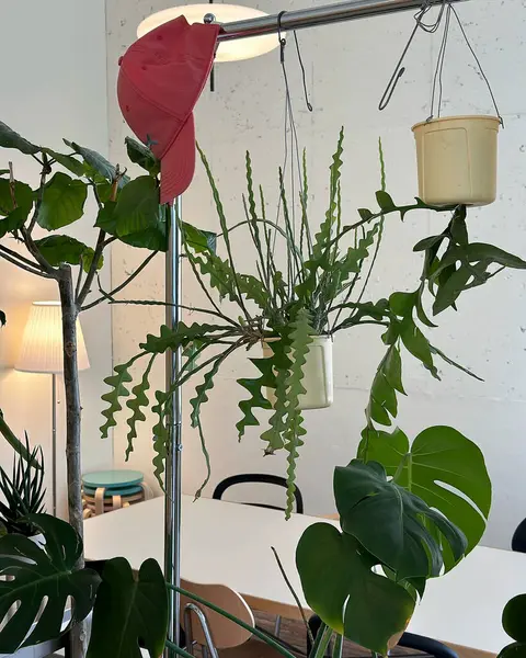 Güzel botanik fotoğrafı, doğal duvar kağıdı.