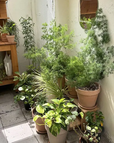 Saksıda yeşil bitkiler