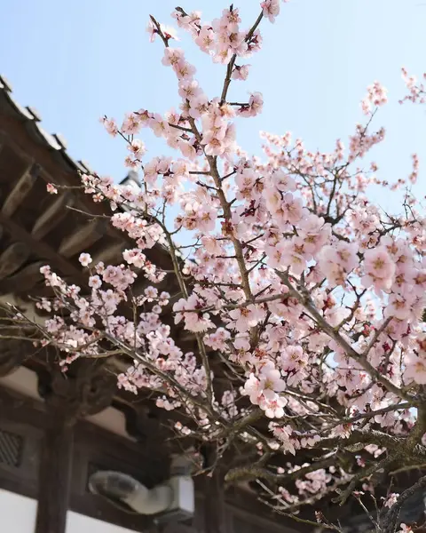 Güzel botanik fotoğrafı, doğal duvar kağıdı.
