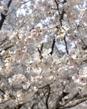 Japonya 'daki güzel kirazlı sakura