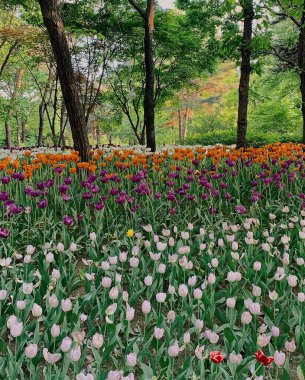 Bahçedeki güzel laleler