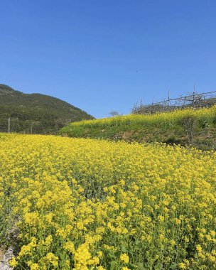 Bahçedeki sarı çiçekler.