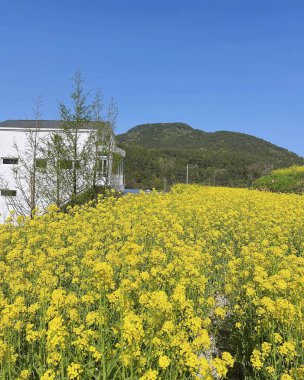 Ayçiçeği tarlası olan güzel bir manzara